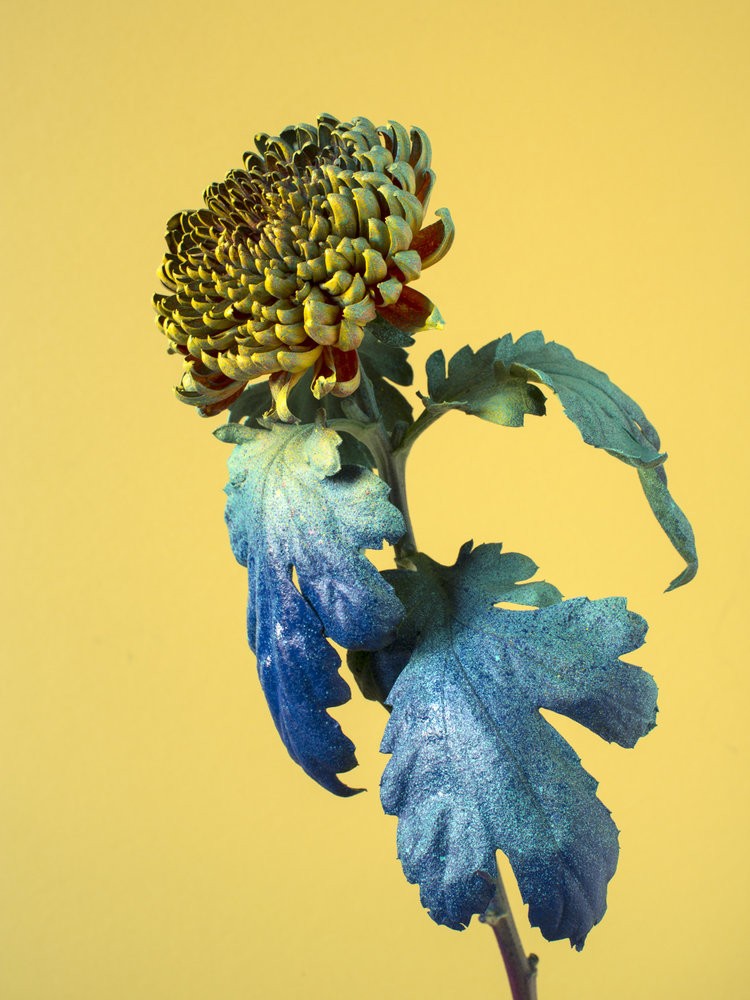 Alessandra D’Innella - Photo 1