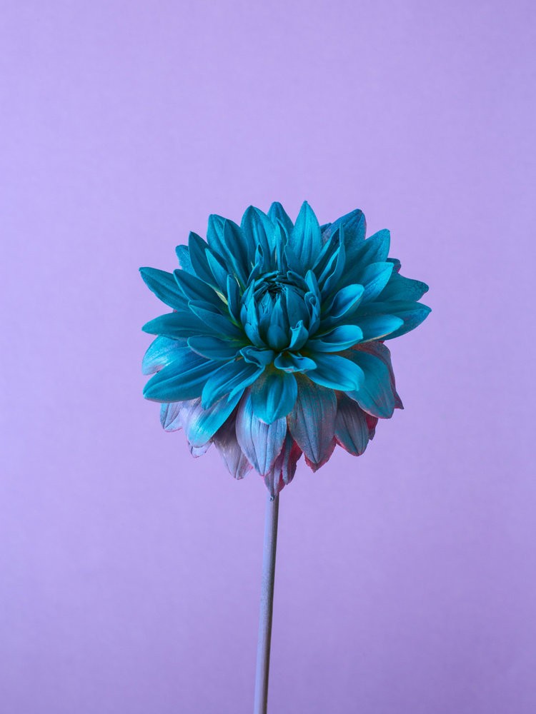 Alessandra D’Innella - Photo 3