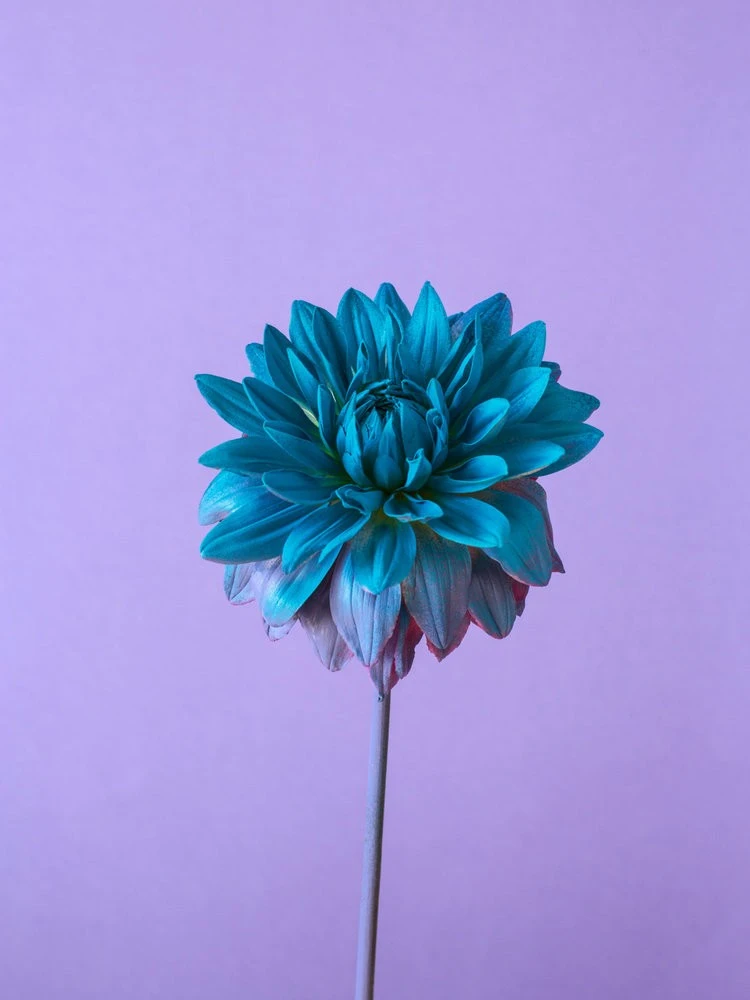 Alessandra D’Innella - Photo 3