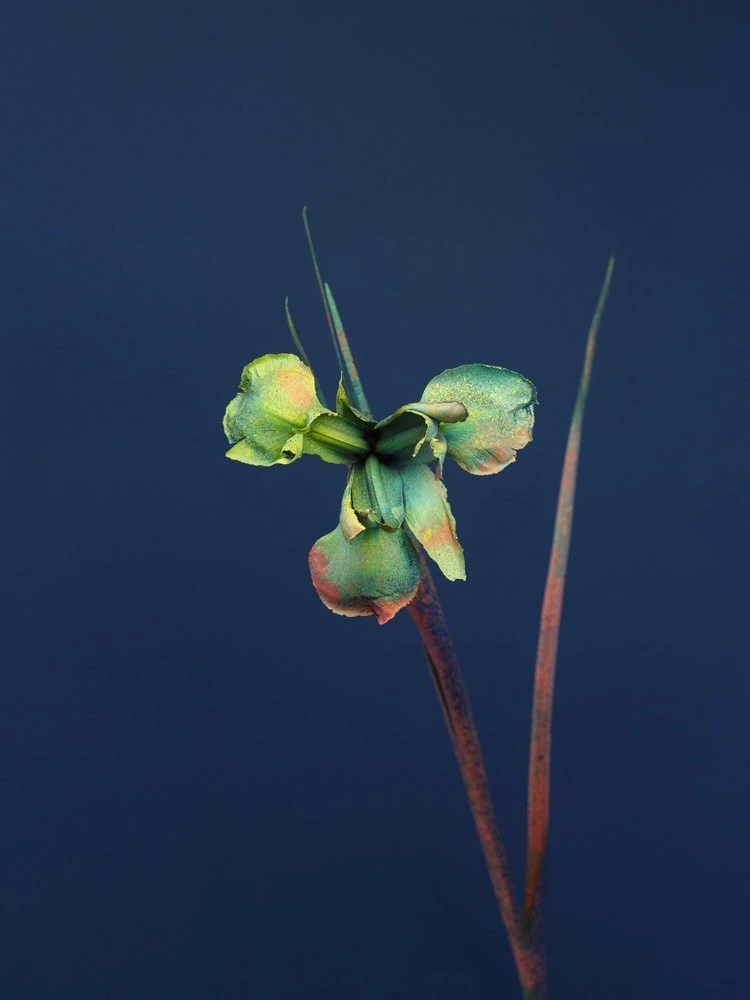 Alessandra D’Innella - Photo 4