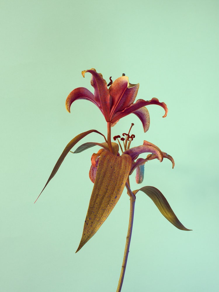 Alessandra D’Innella - Photo 5