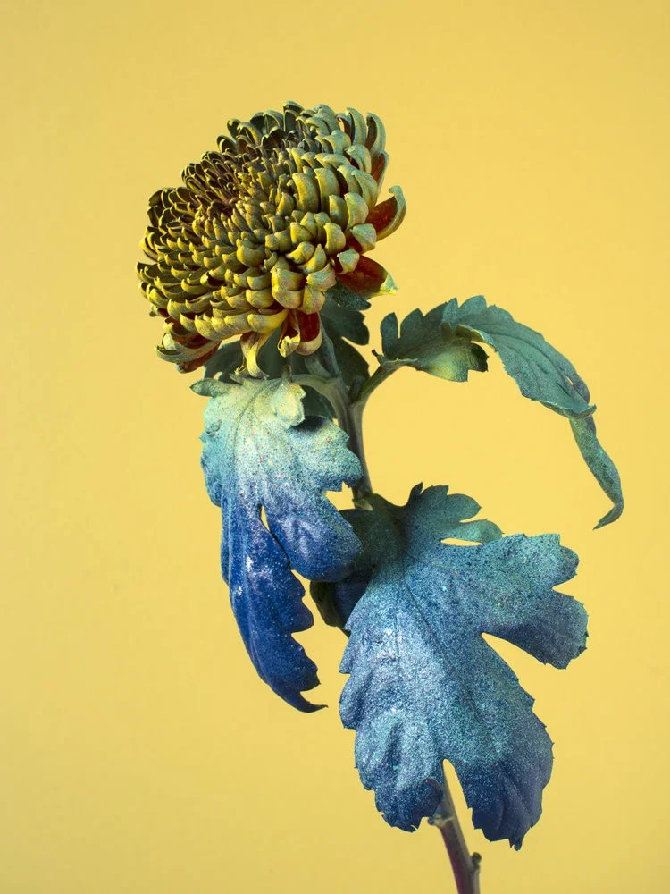 Alessandra D’Innella - Photo 1