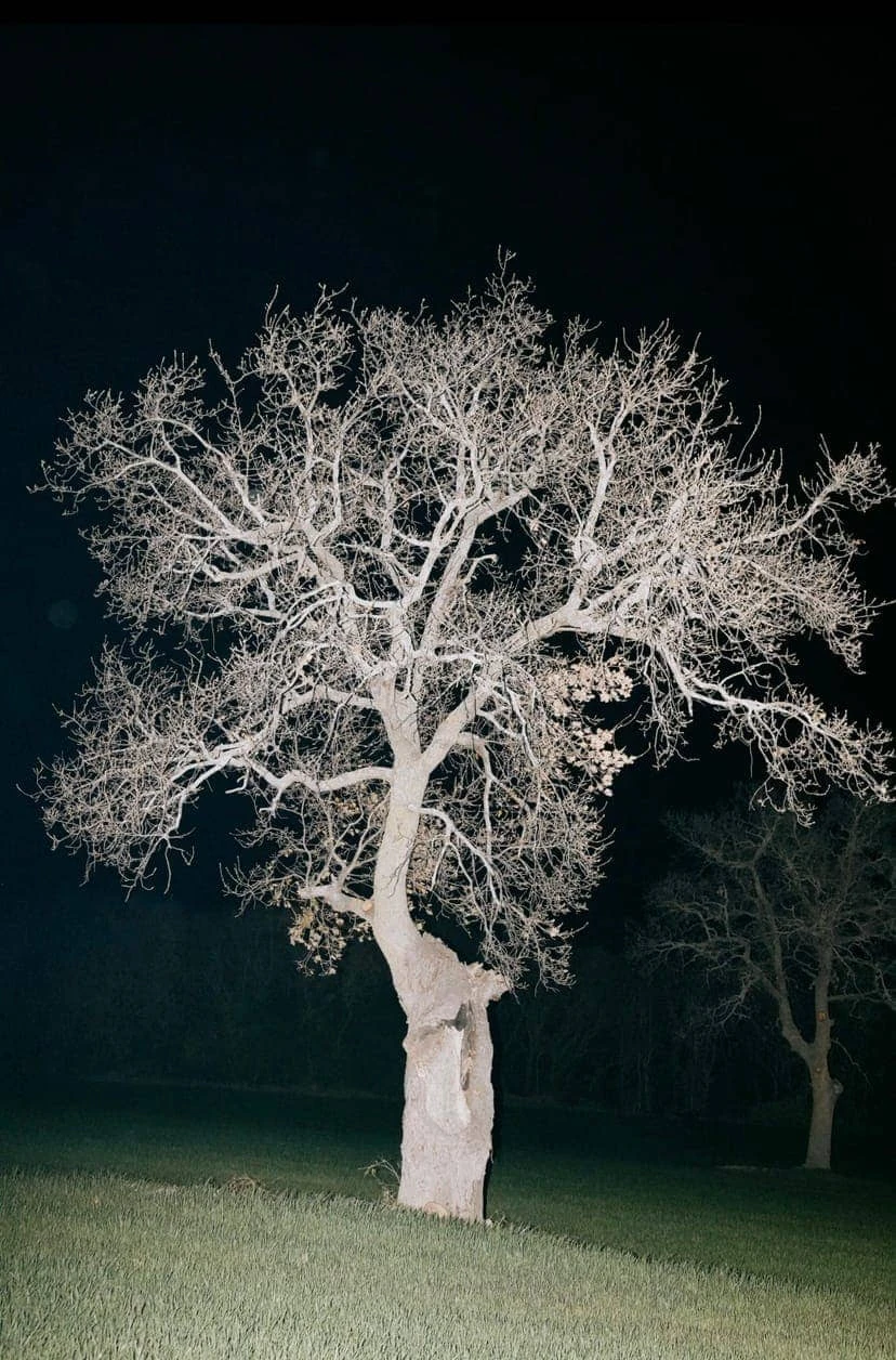 Domenico Matera - Photo 4