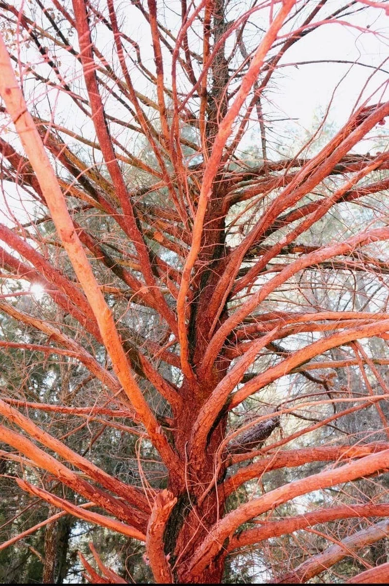 Domenico Matera - Photo 1
