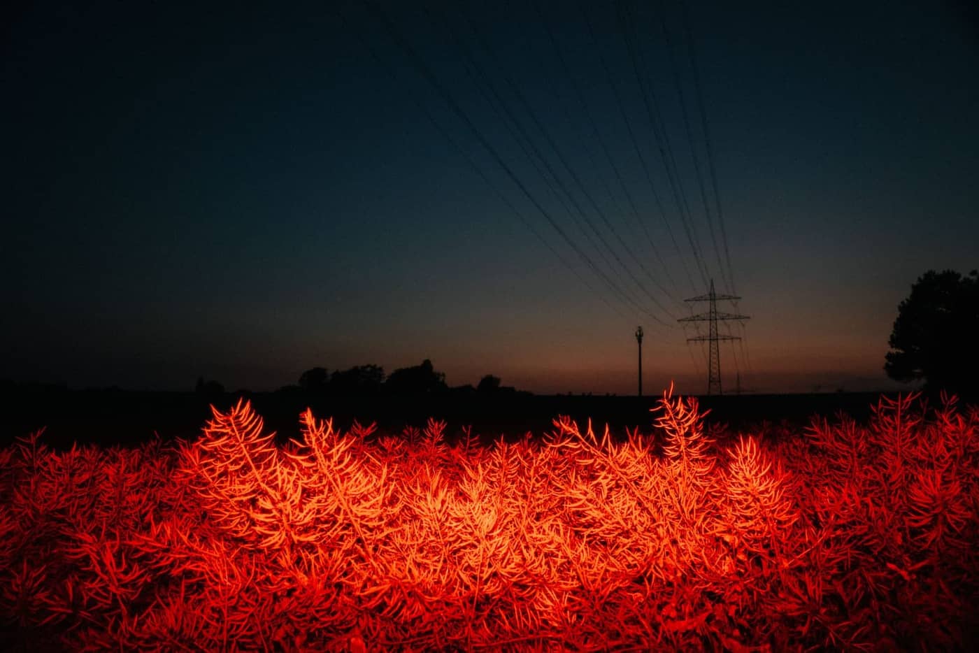 Dominik Scharf - Photo 3