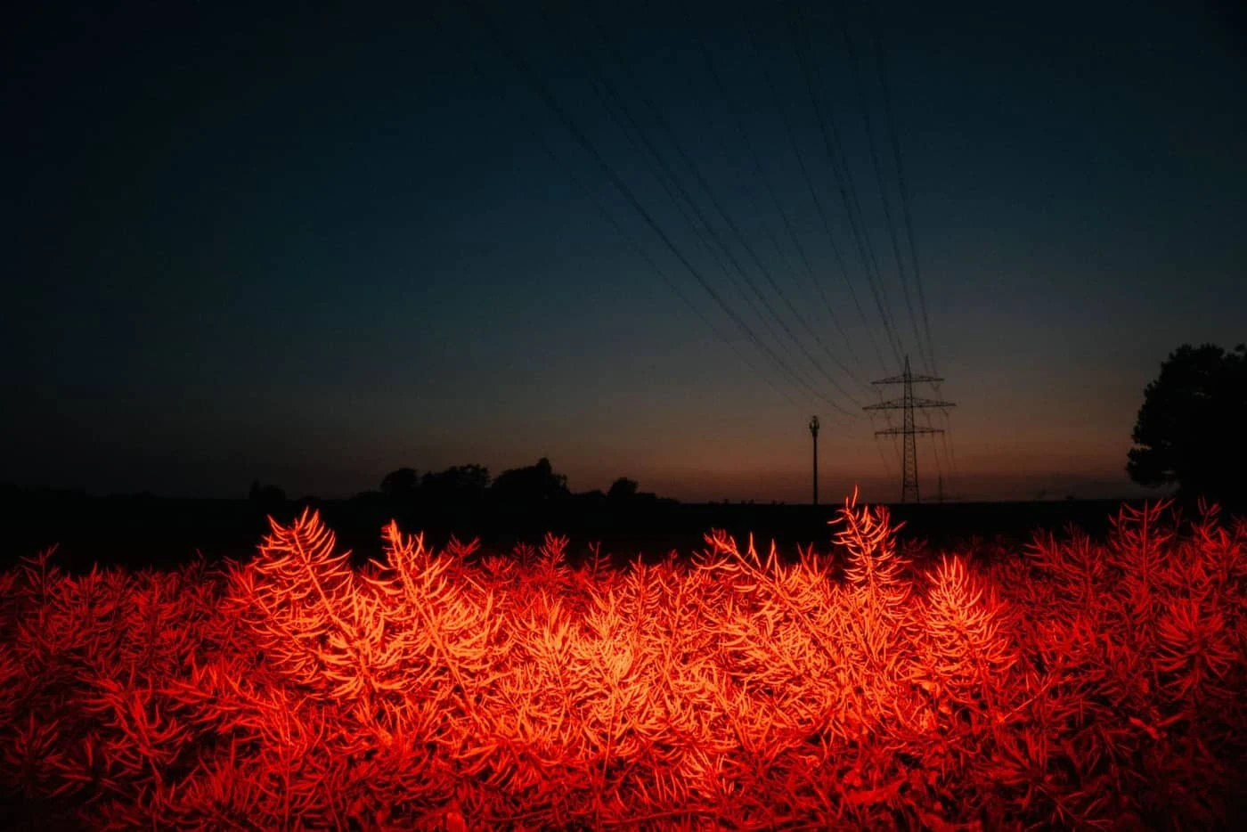 Dominik Scharf - Photo 3