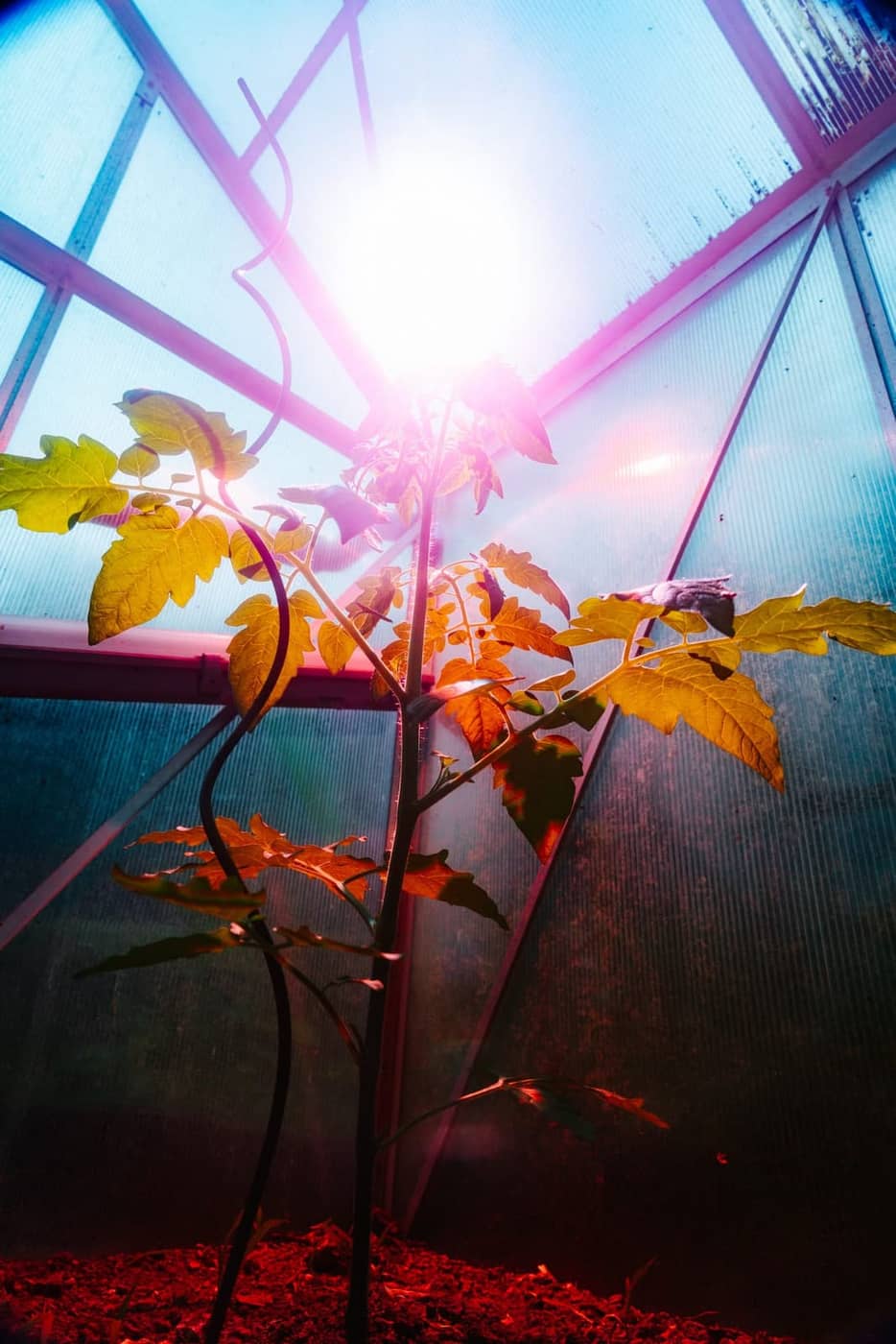 Dominik Scharf - Photo 4