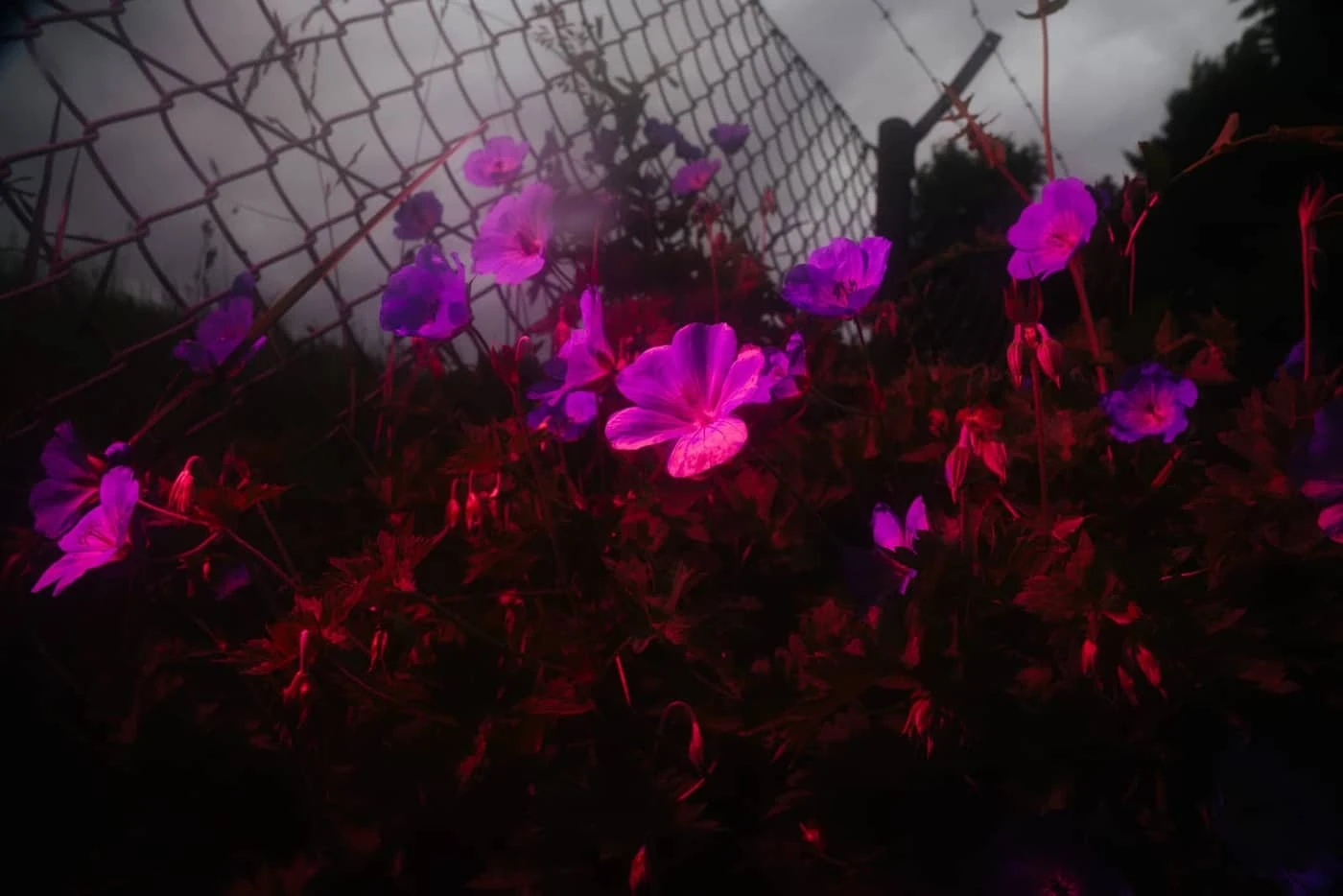 Dominik Scharf - Photo 5