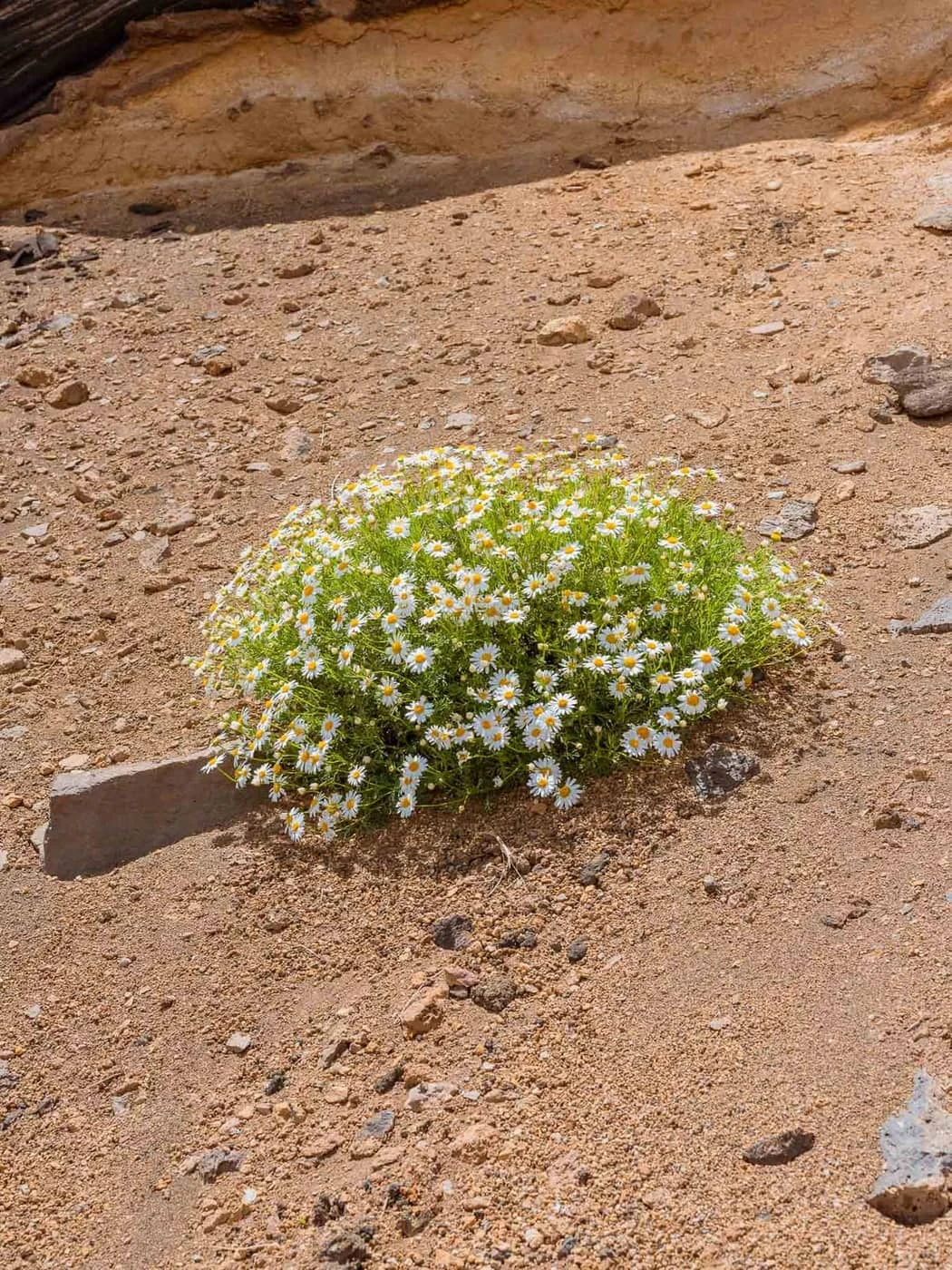 Jean Baptiste Thiriet - Photo 4