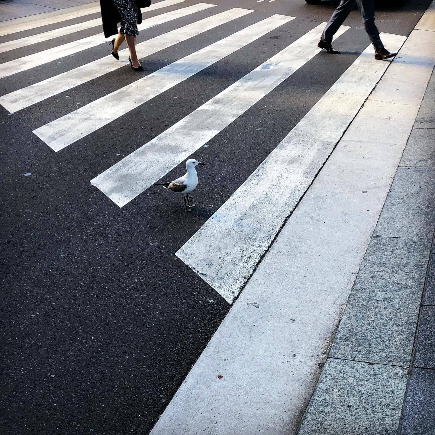 Job Van Dijk - Photo 3