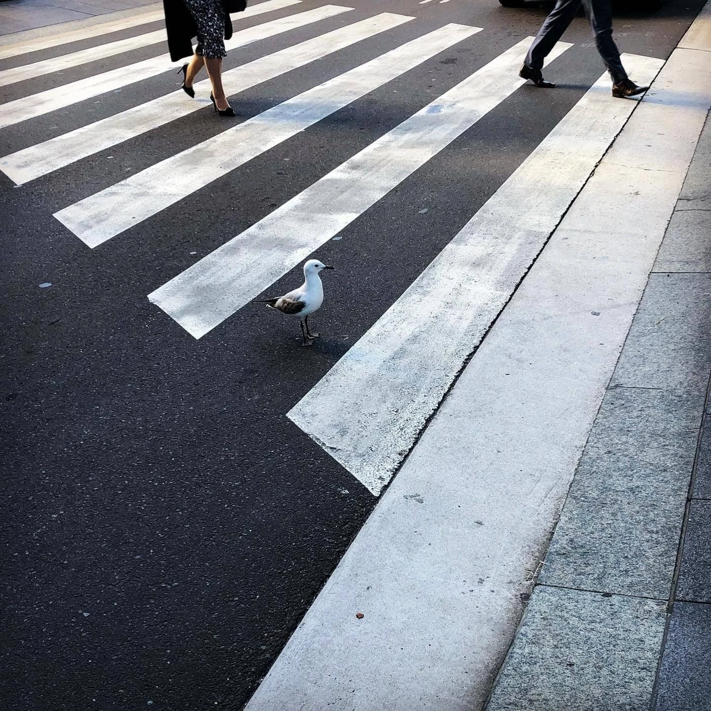 Job Van Dijk - Photo 3