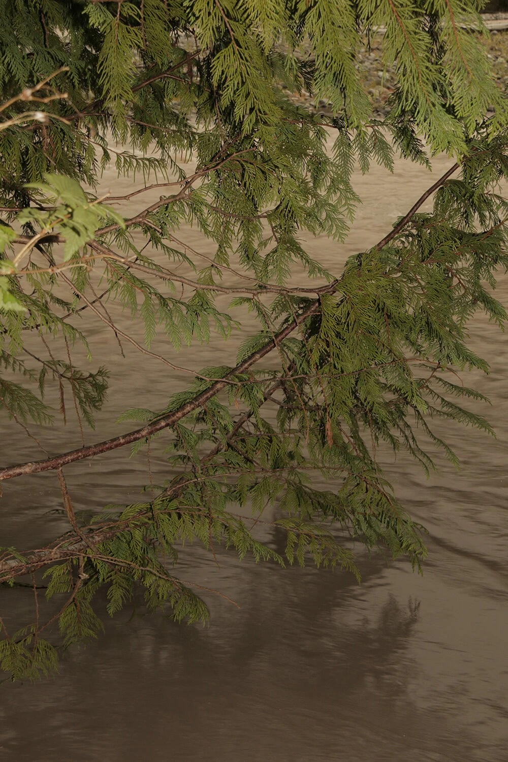 Lakshan Dharmapriya - Photo 3