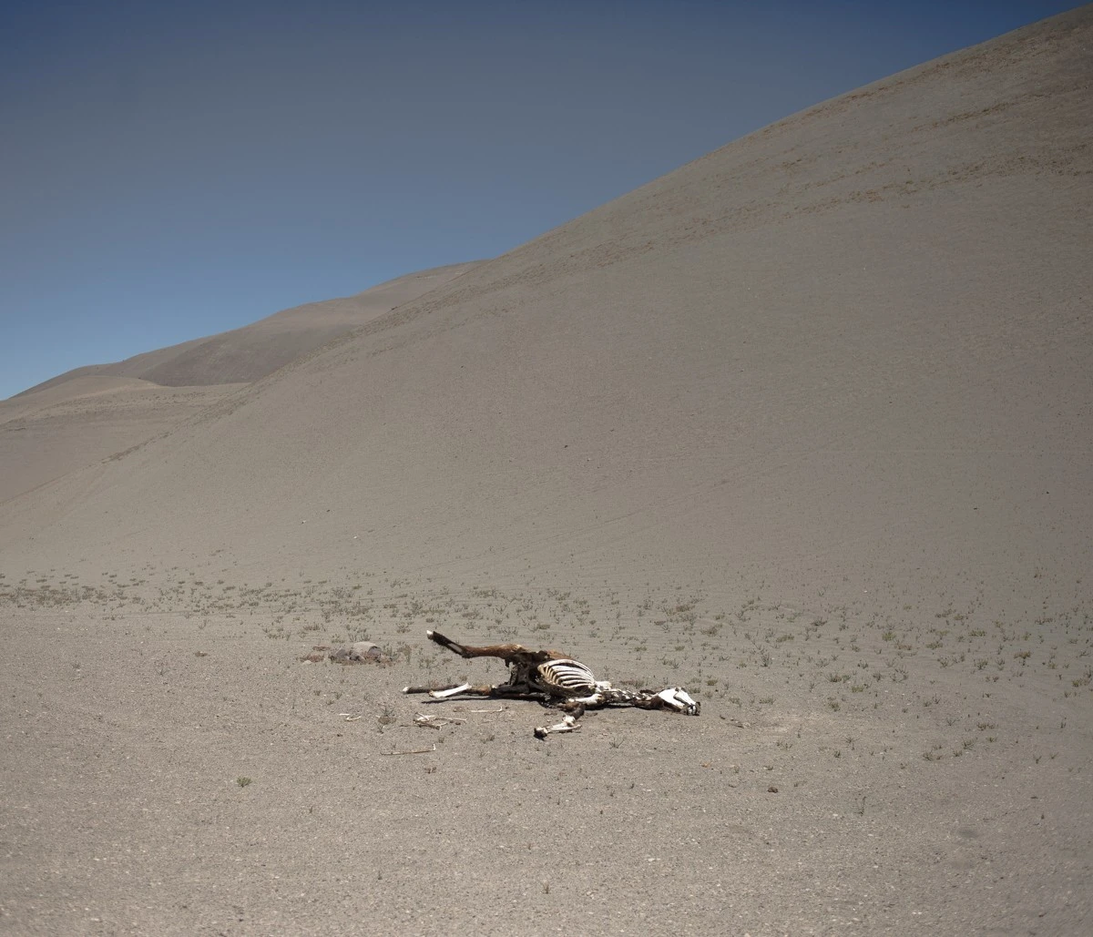 Marcos Zegers - Photo 2