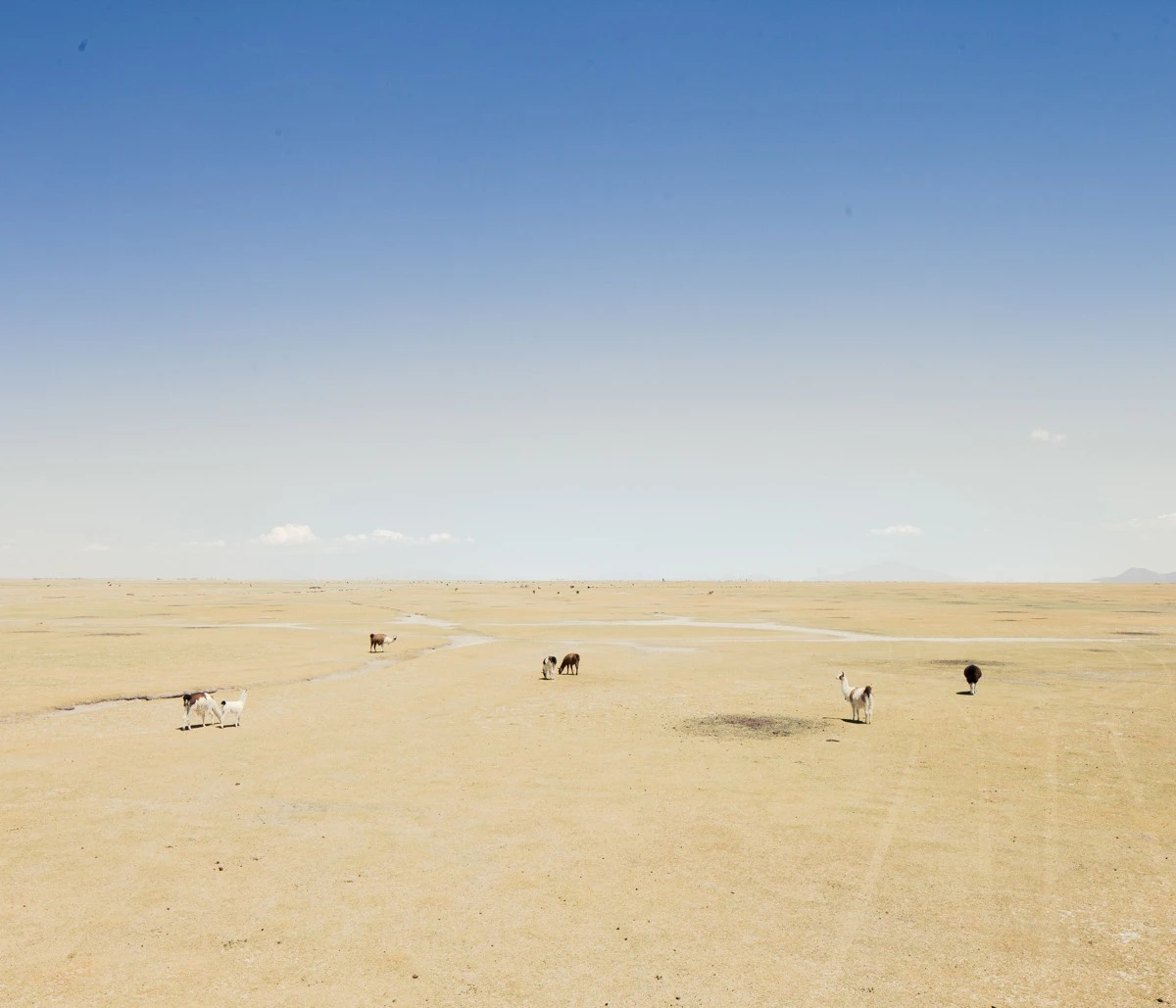 Marcos Zegers - Photo 4