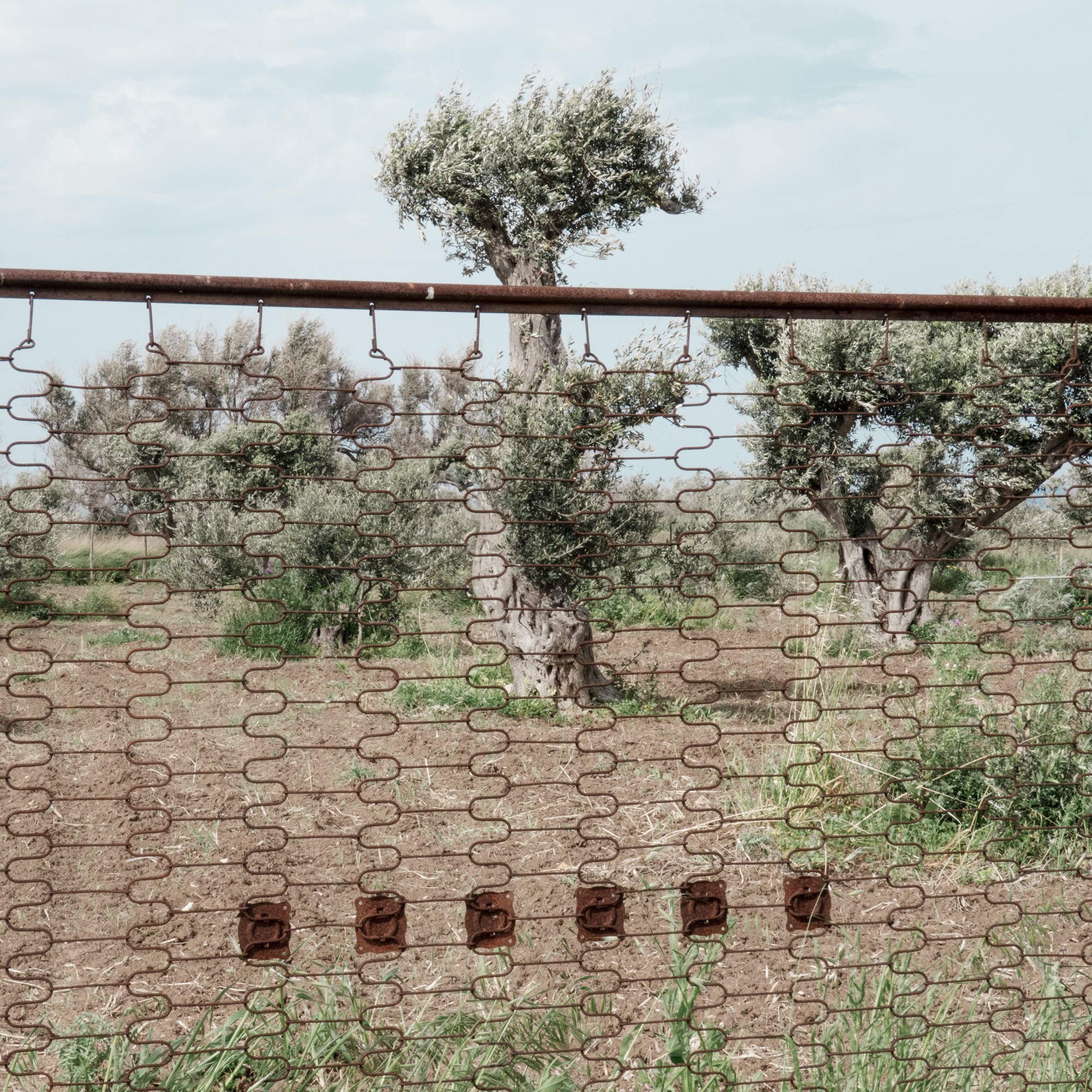 Nicola Buonomo - Photo 3