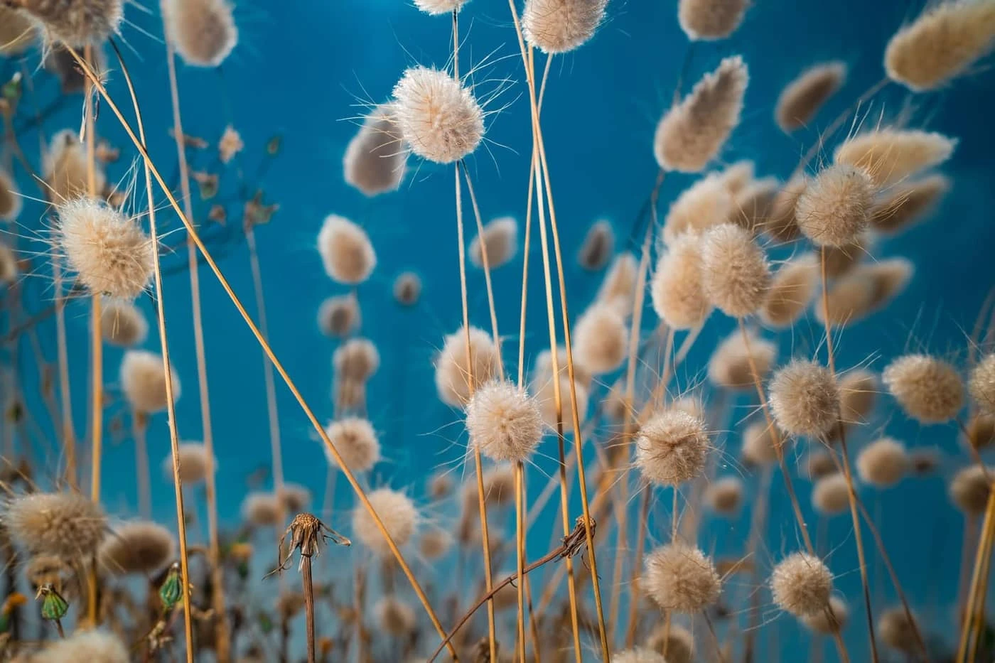 Oana Baković - Photo 3