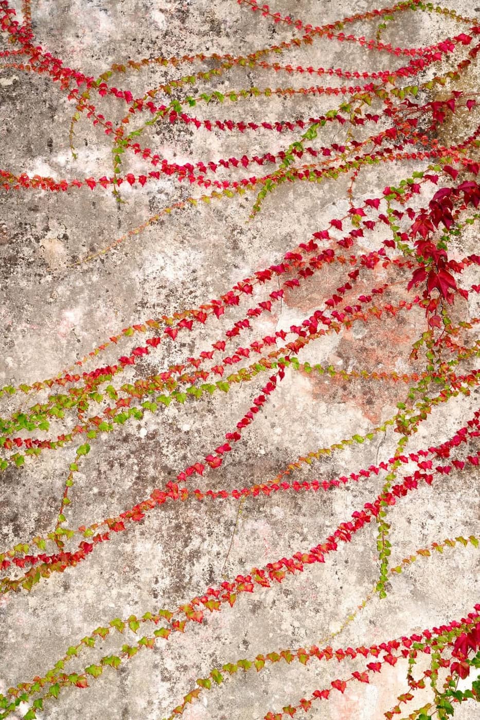 Olivier Cuvelette - Photo 1