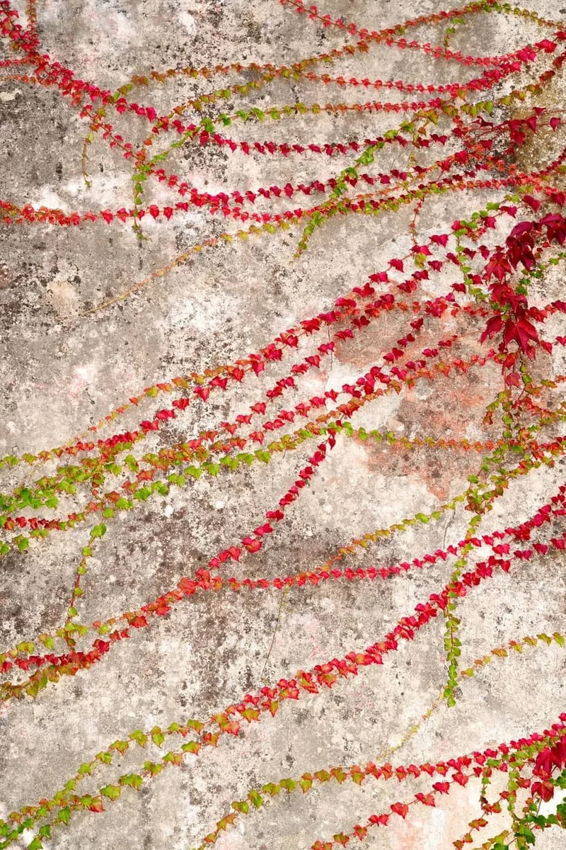 Olivier Cuvelette - Photo 1