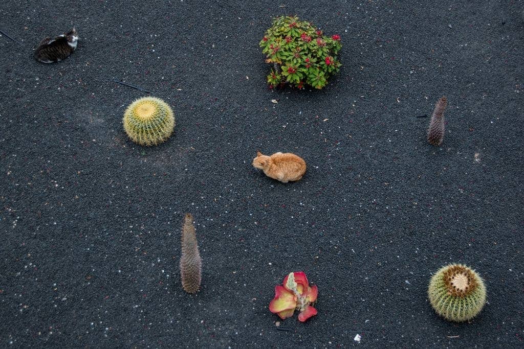 Patrick Zélis - Photo 6