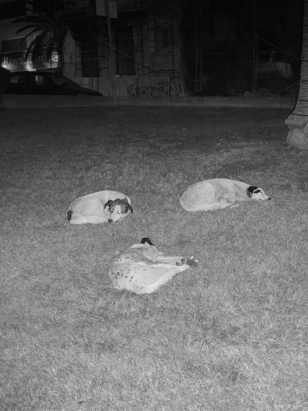 Soti Tyrologou - Photo 3