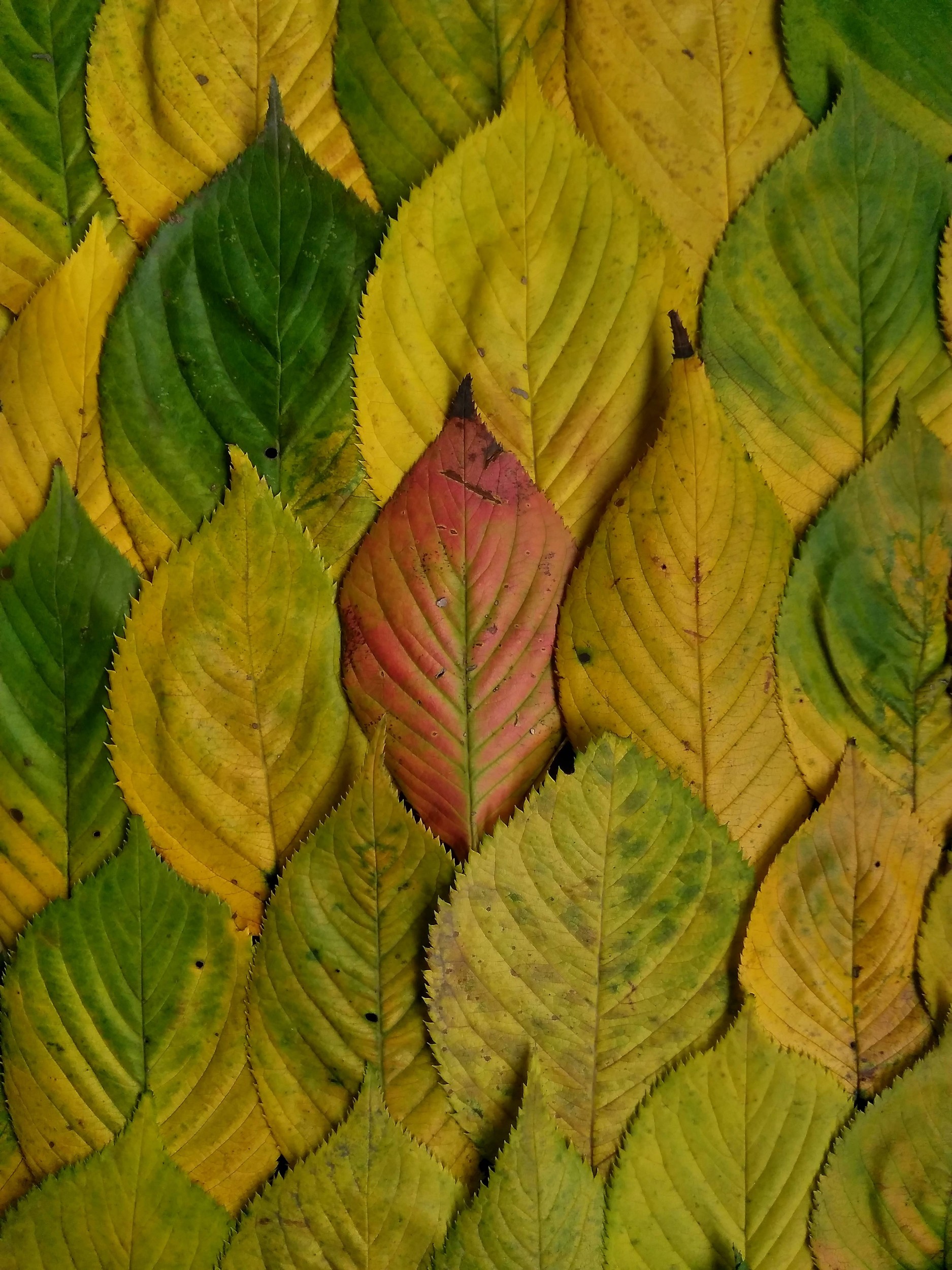 Takamasa Honda - Photo 1