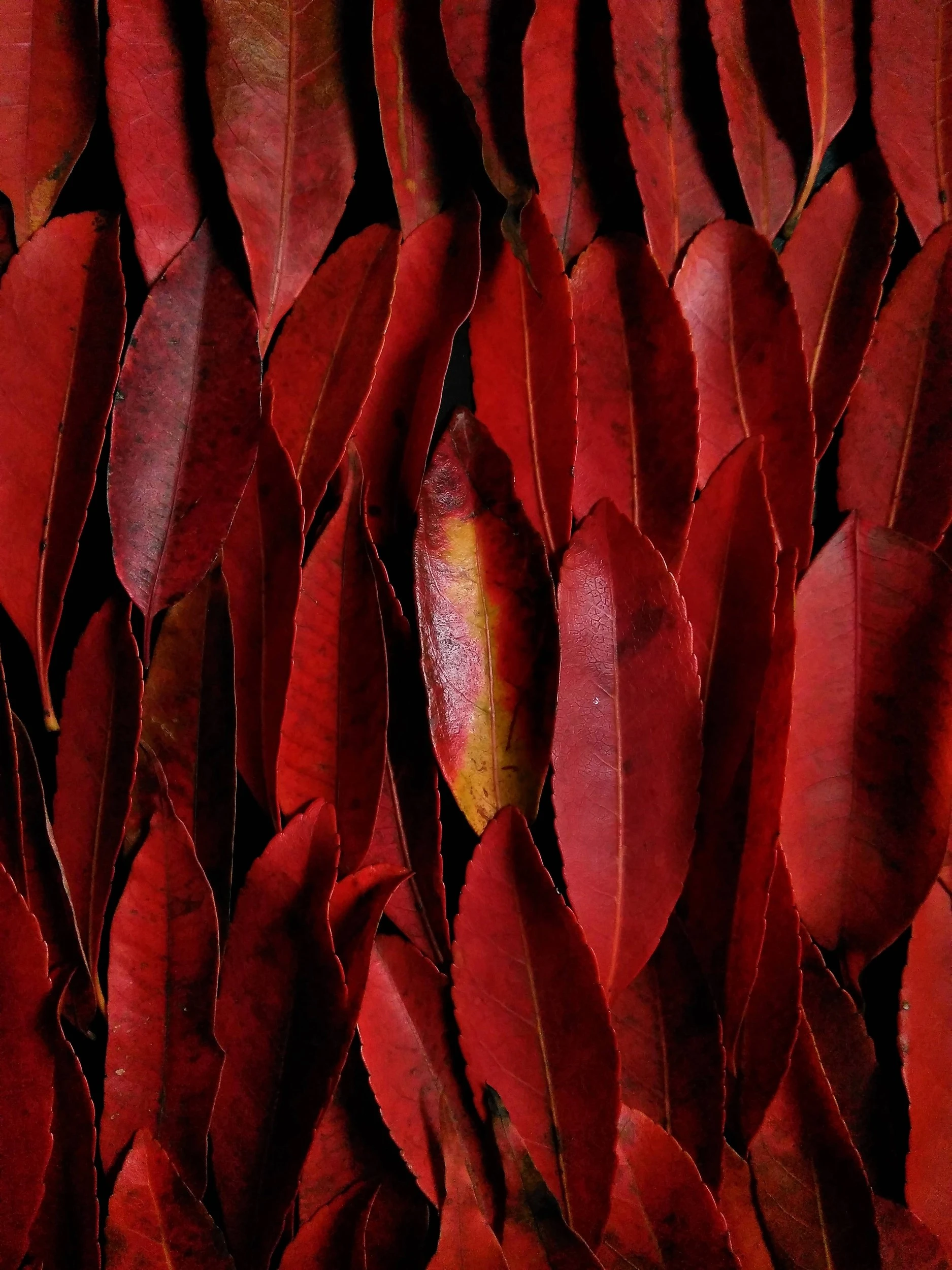 Takamasa Honda - Photo 2