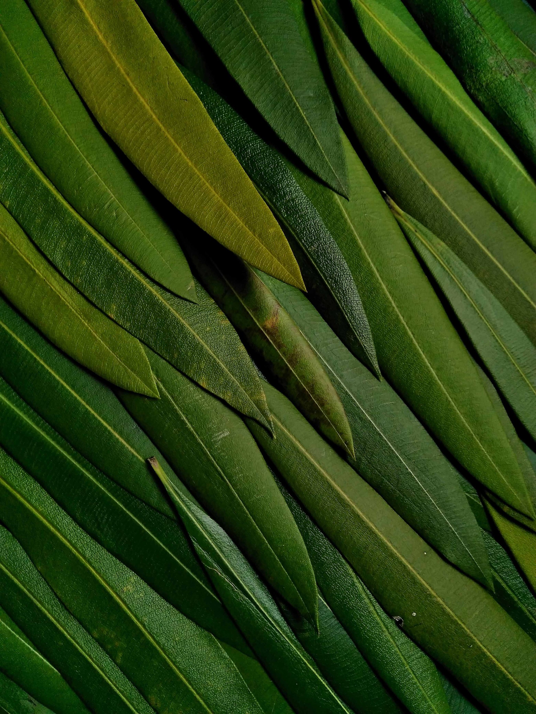 Takamasa Honda - Photo 3