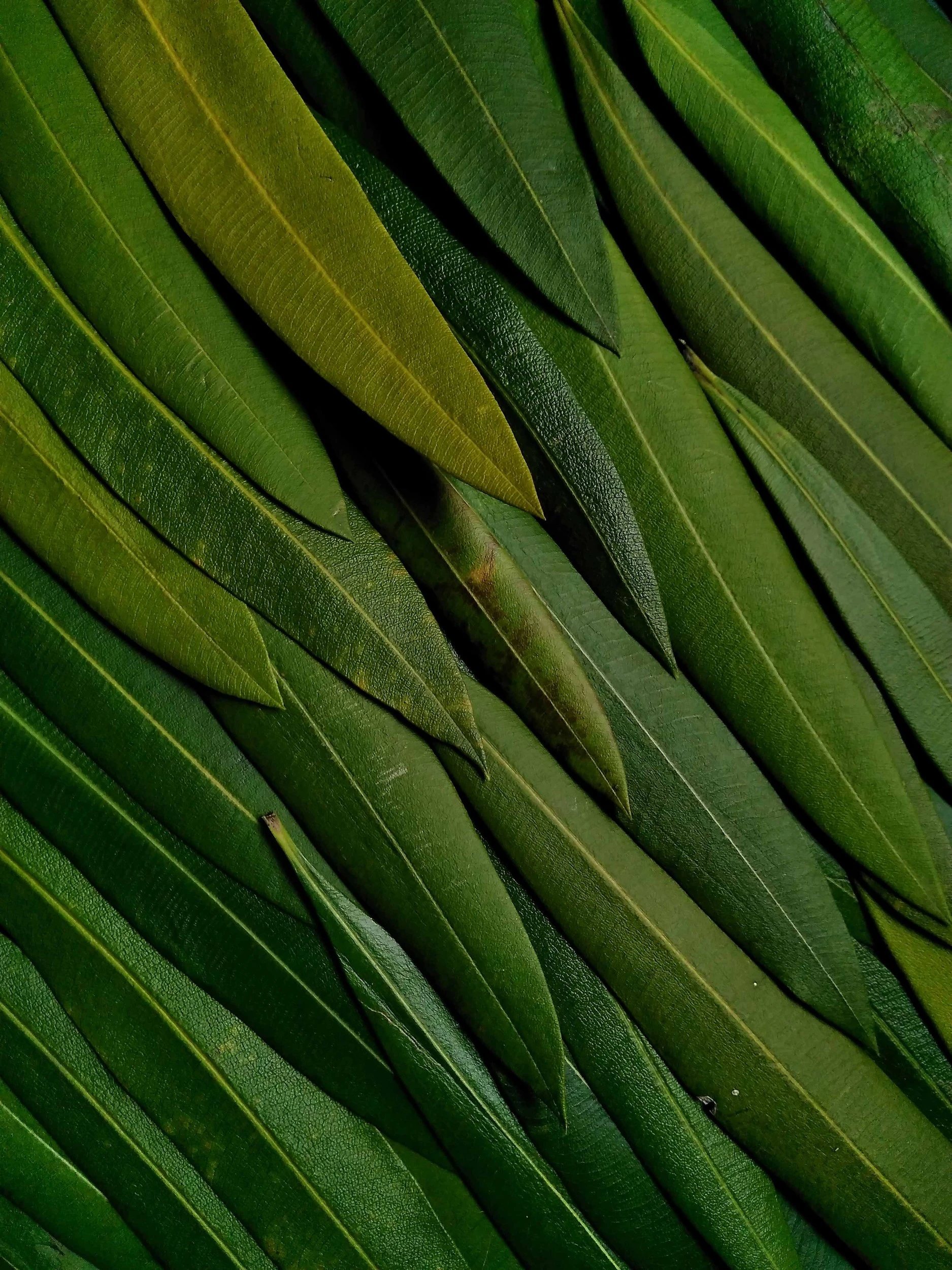 Takamasa Honda - Photo 3