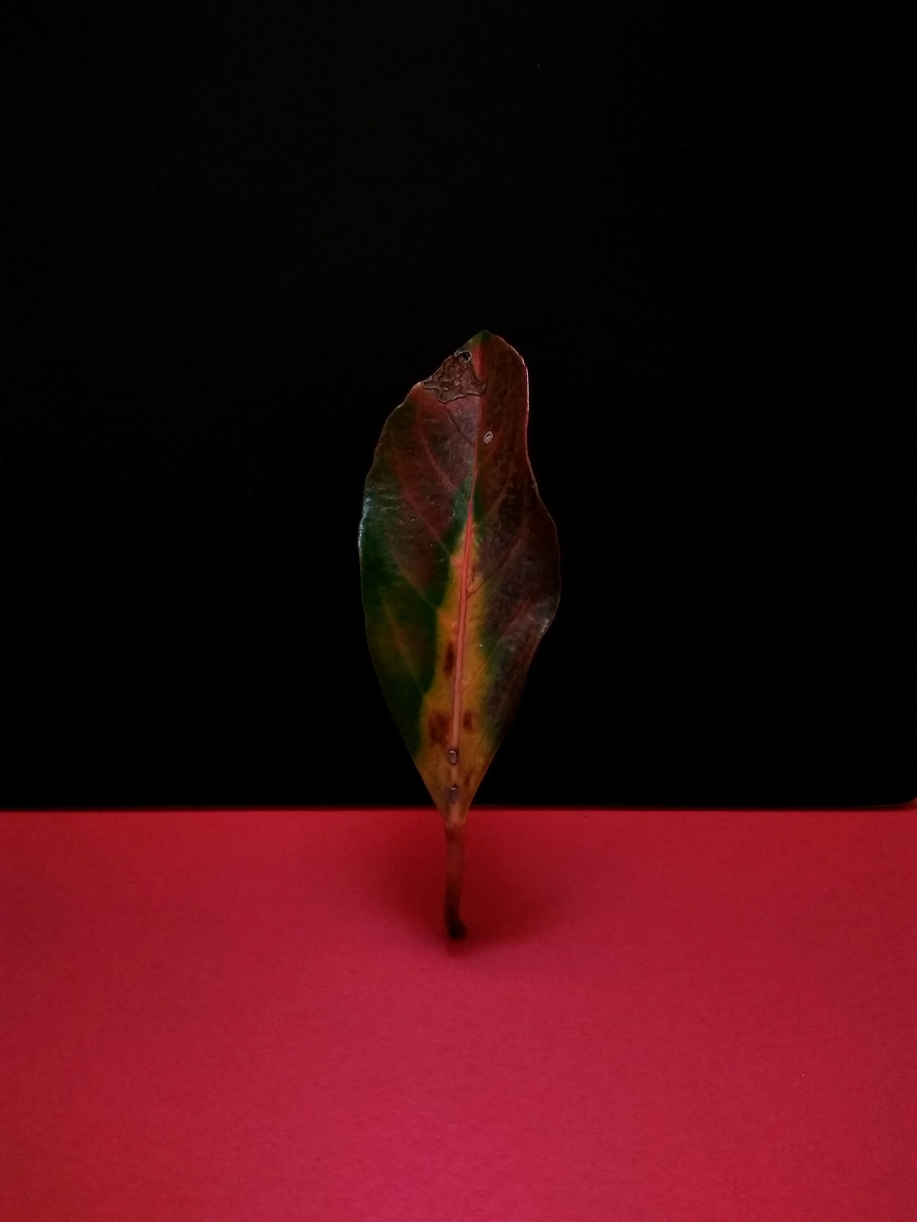 Takamasa Honda - Photo 4