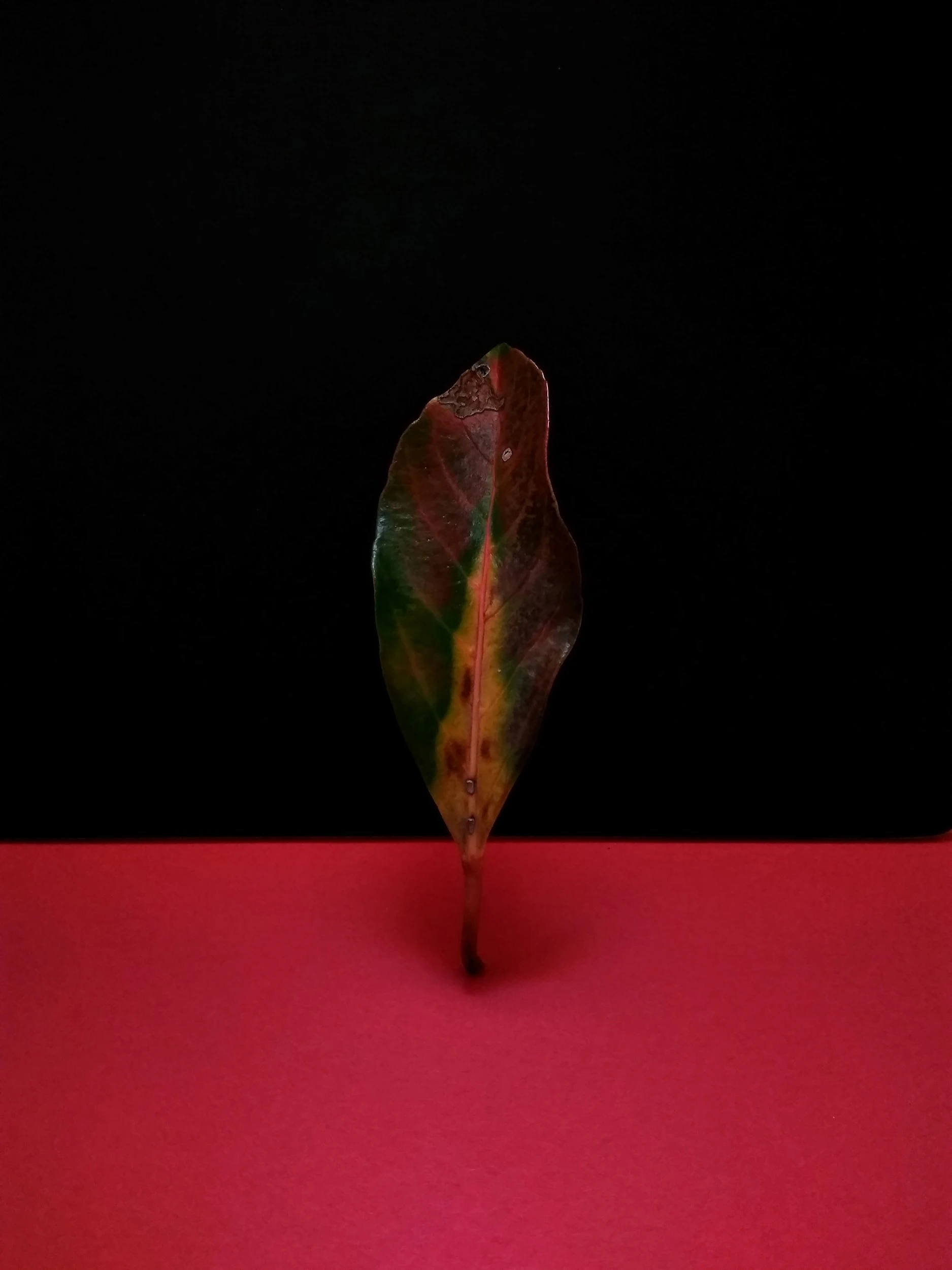 Takamasa Honda - Photo 4