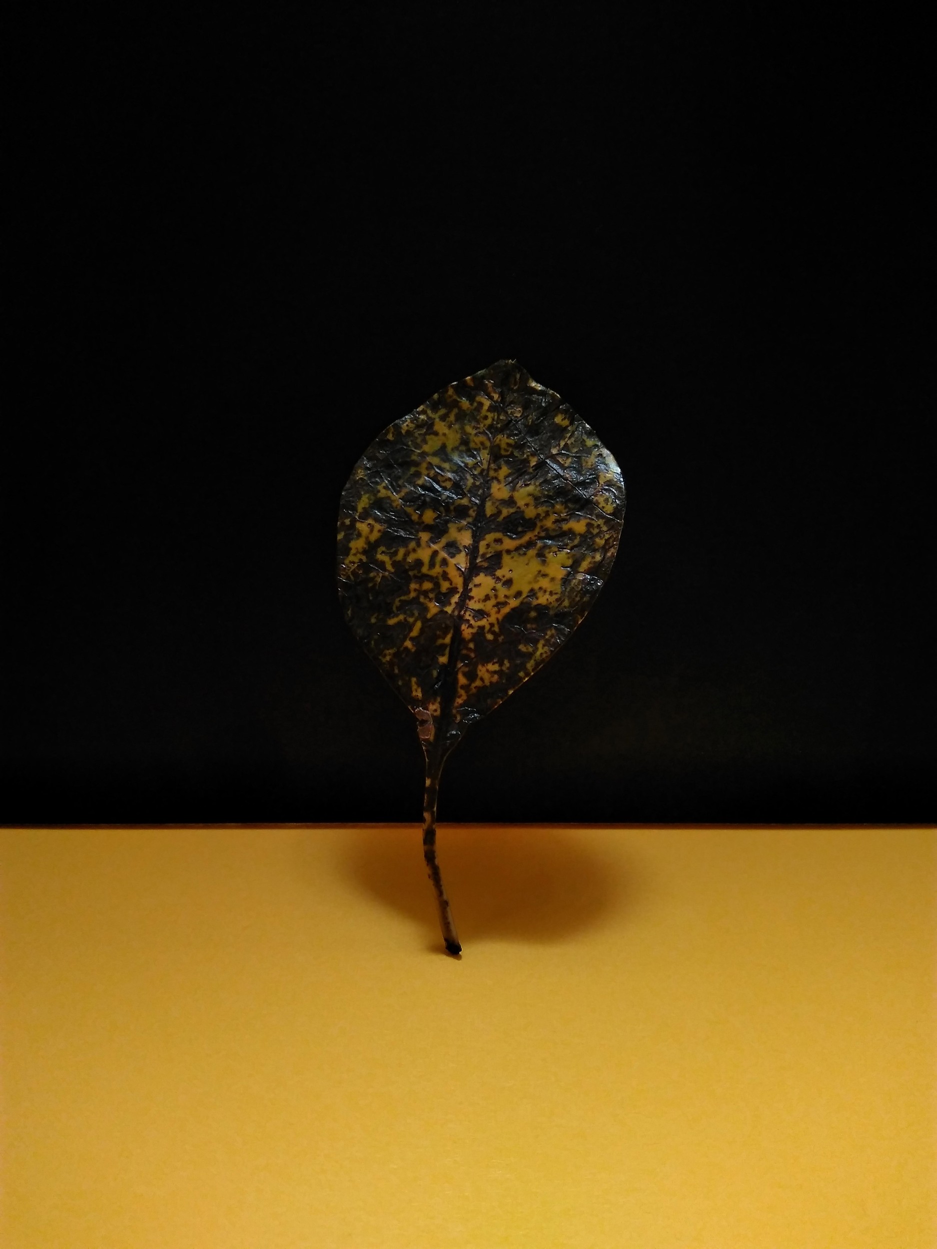 Takamasa Honda - Photo 5