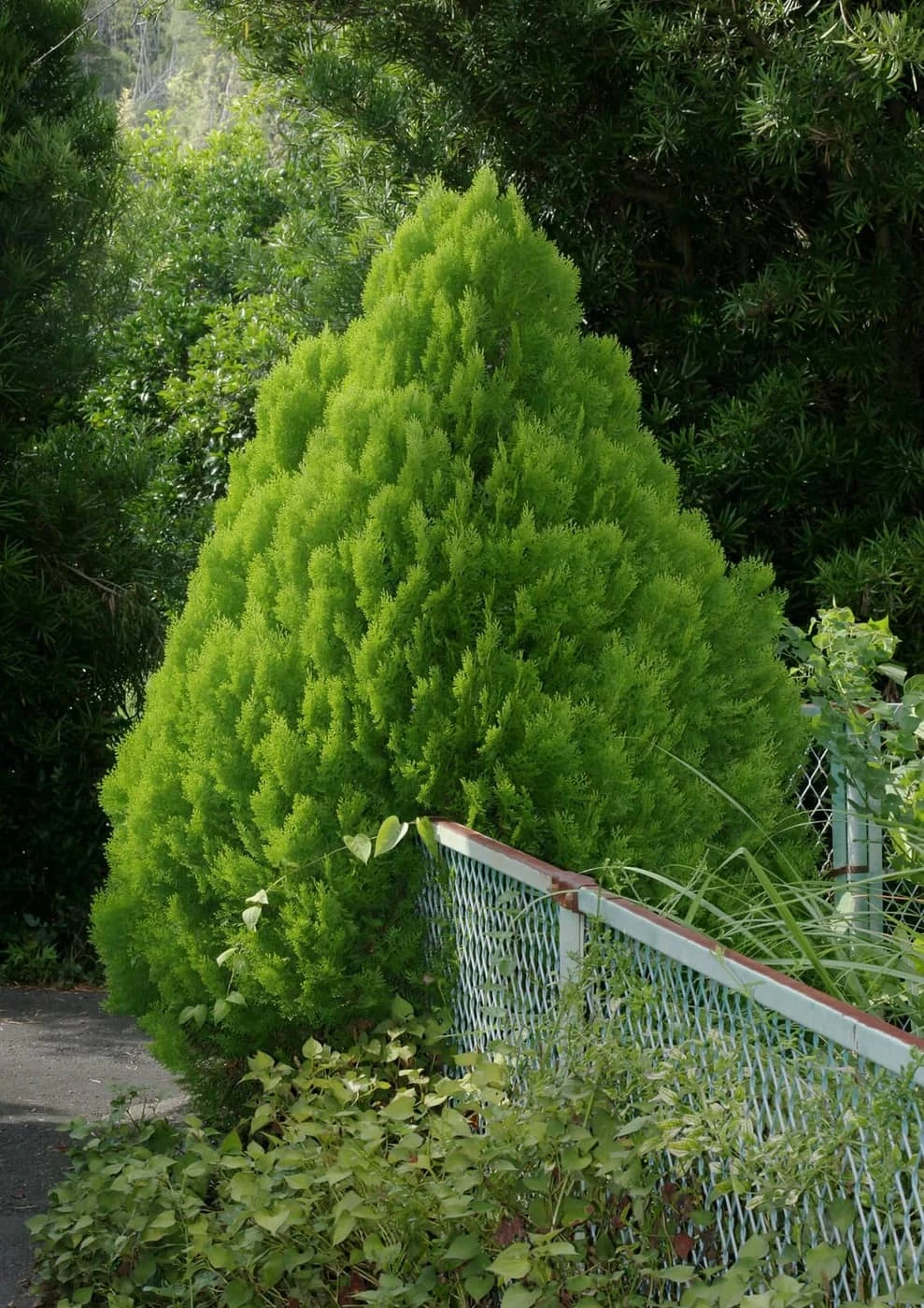 Uetsugu Kotomi - Photo 2