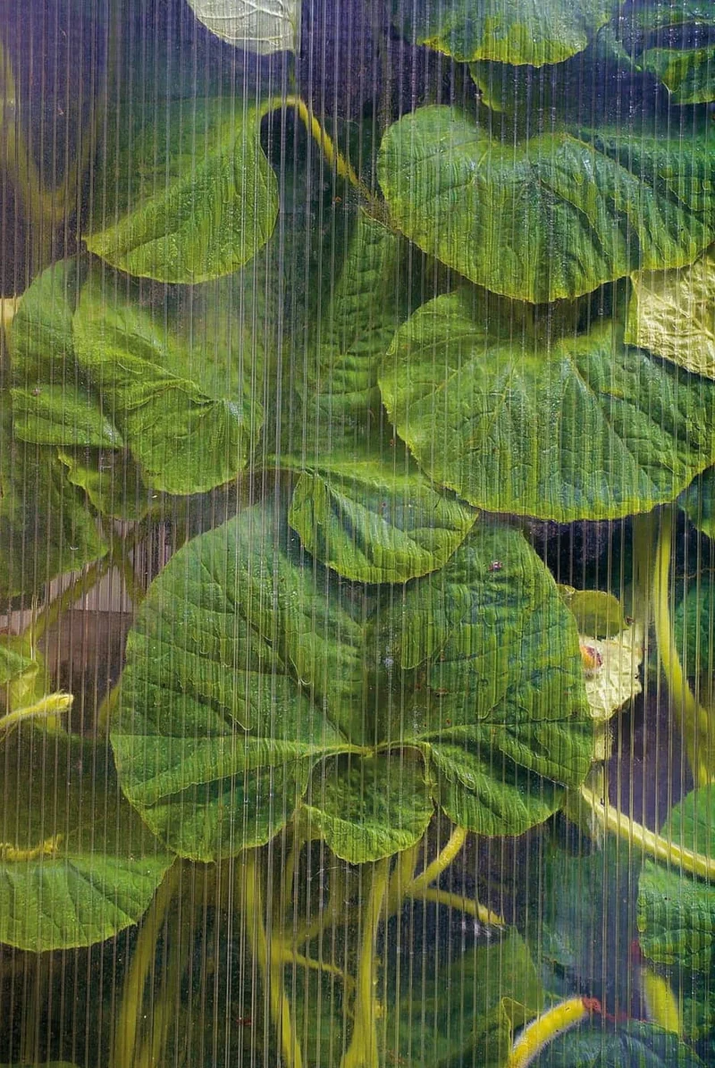 Victor Berthoud - Photo 1