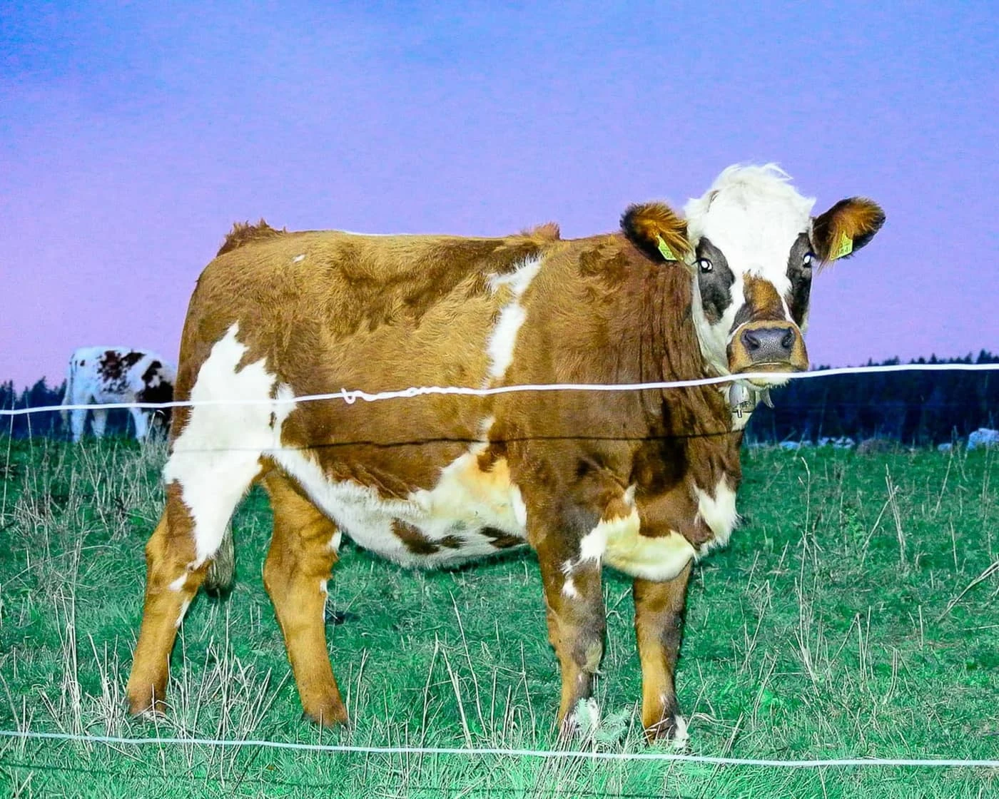 Victor Berthoud - Photo 3