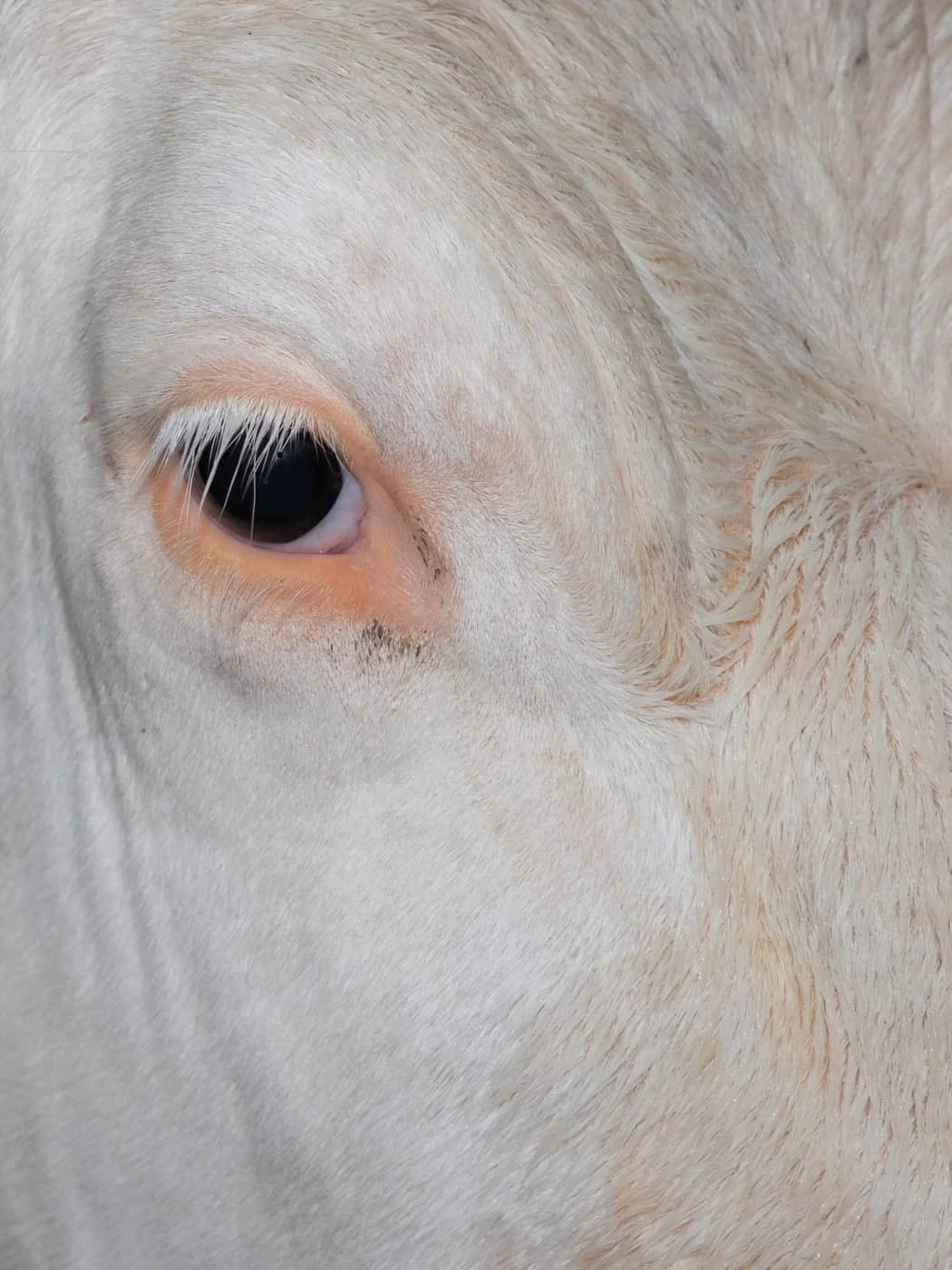 Victor Berthoud - Photo 4