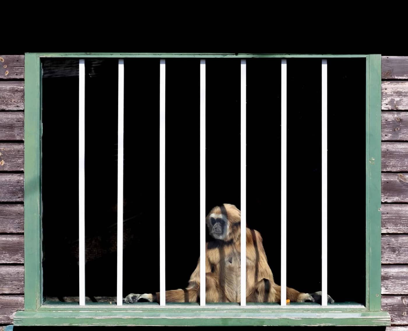 Vincent Dupont Blackshaw - Photo 3