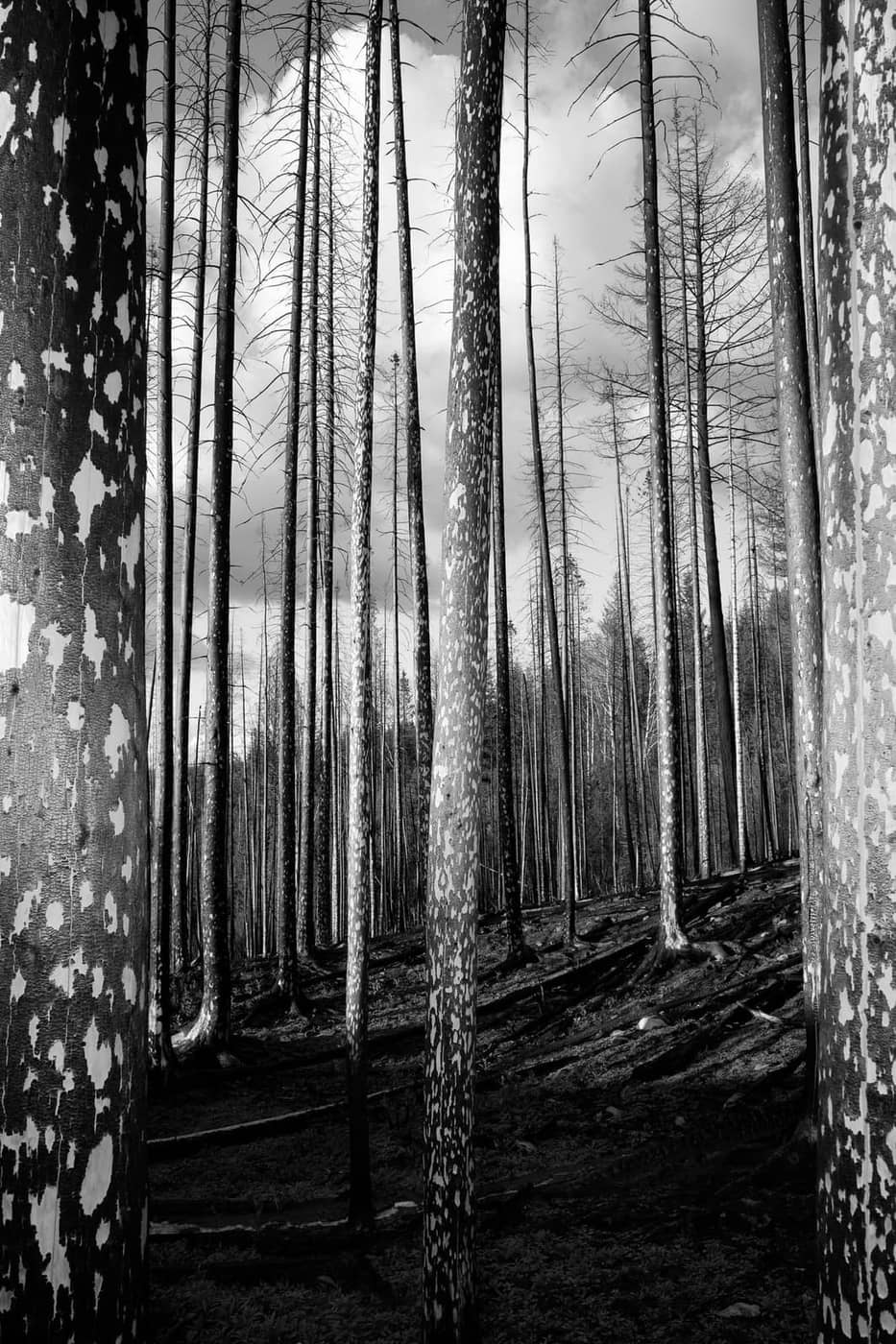 Vincent Karcher - Photo 1