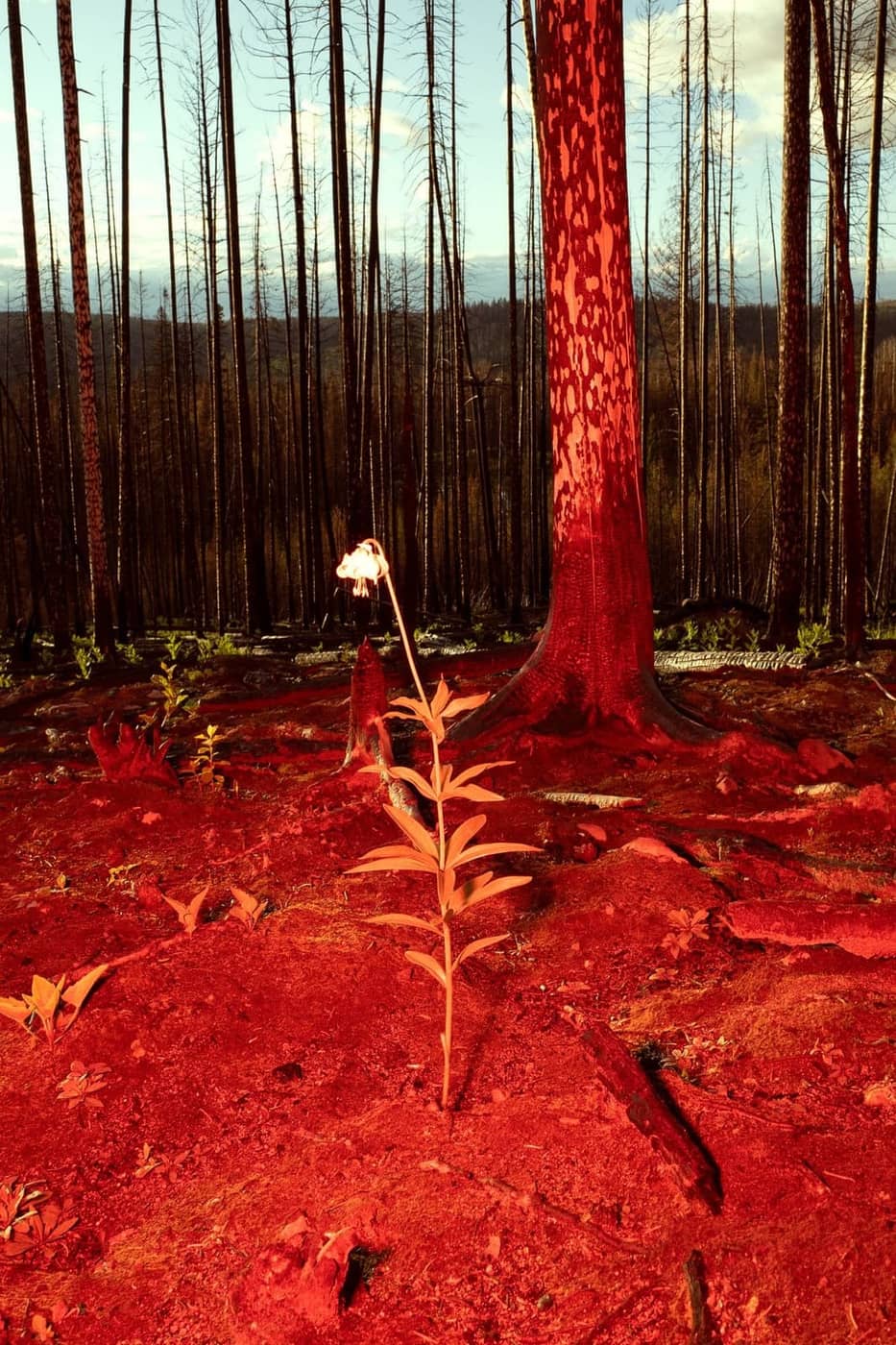 Vincent Karcher - Photo 4